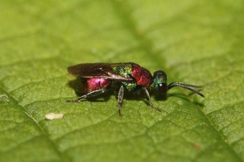 Réf. 296 746 : Hedychrum niemelai